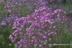 Gefülltblühendes Schleierkraut „Flamingo“ -Blumen Risse Verkaufsladen P2001851 4 800x800