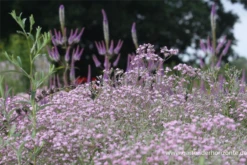 Gefülltblühendes Schleierkraut „Flamingo“ -Blumen Risse Verkaufsladen P2001851 5 800x800