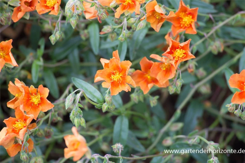 Garten-Sonnenröschen „Bronzeteppich“ 3 Garten-Sonnenröschen „Bronzeteppich“