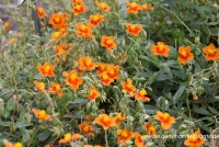 Garten-Sonnenröschen „Bronzeteppich“ 6 Garten-Sonnenröschen „Bronzeteppich“ – Bild 4