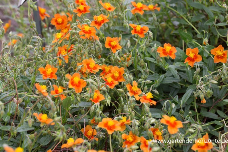Garten-Sonnenröschen „Bronzeteppich“ 4 Garten-Sonnenröschen „Bronzeteppich“ – Bild 2