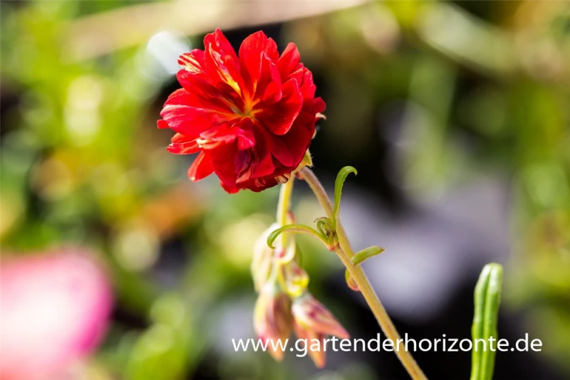 Garten-Sonnenröschen „Cerise Queen“ 3 Garten-Sonnenröschen „Cerise Queen“