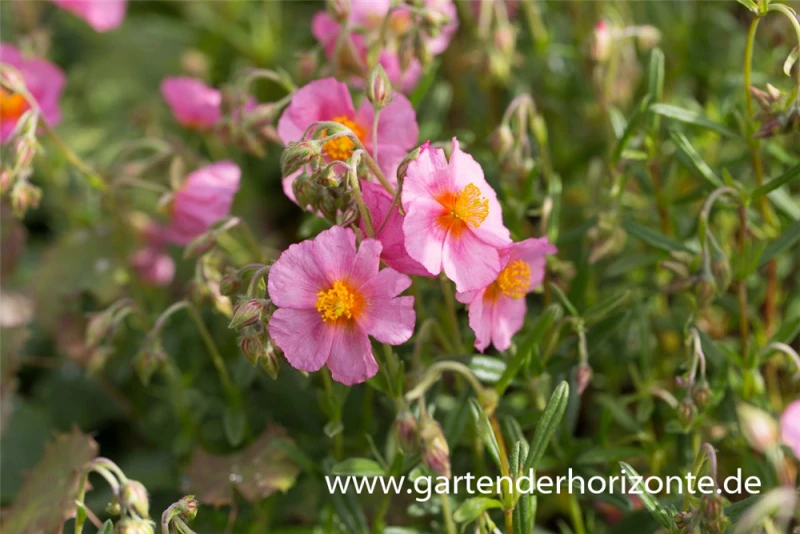 Garten-Sonnenröschen „Lawrenson´s Pink“ 3 Garten-Sonnenröschen „Lawrenson´s Pink“