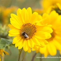 Garten-Stauden-Sonnenblume „Capenoch Star“ 15 Garten-Stauden-Sonnenblume „Capenoch Star“ – Bild 13