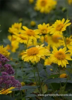 Garten-Stauden-Sonnenblume „Meteor“ 11 Garten-Stauden-Sonnenblume „Meteor“ – Bild 9