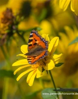 Garten-Stauden-Sonnenblume „Meteor“ 12 Garten-Stauden-Sonnenblume „Meteor“ – Bild 10
