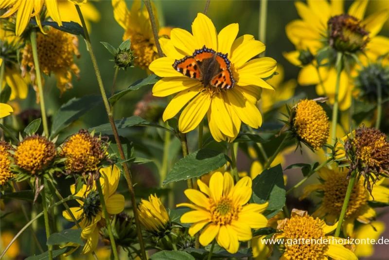 Garten-Stauden-Sonnenblume „Meteor“ 6 Garten-Stauden-Sonnenblume „Meteor“ – Bild 4