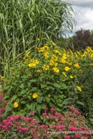 Garten-Stauden-Sonnenblume „Meteor“ 15 Garten-Stauden-Sonnenblume „Meteor“ – Bild 13