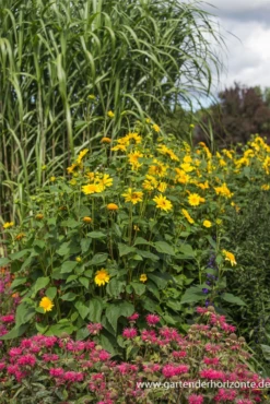 Garten-Stauden-Sonnenblume „Meteor“ 22 Garten-Stauden-Sonnenblume „Meteor“ -Blumen Risse Verkaufsladen P2001948 5 800x800