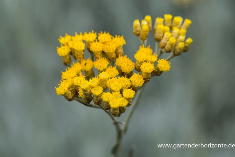 Currykraut 3 Currykraut