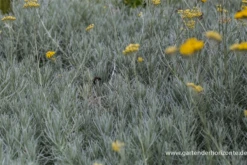 Currykraut 7 Currykraut -Blumen Risse Verkaufsladen P2001959 2 800x800