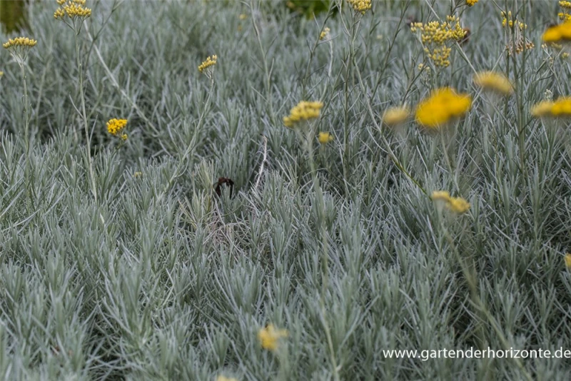 Currykraut 4 Currykraut – Bild 2