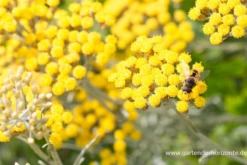 Garten-Currykraut „Tall“ -Blumen Risse Verkaufsladen P2001961 2 800x800