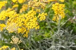 Garten-Currykraut „Tall“ -Blumen Risse Verkaufsladen P2001961 3 800x800