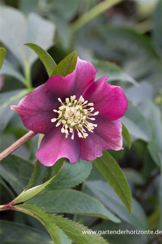 Lenzrose „Pretty Ellen Red“ 3 Lenzrose „Pretty Ellen Red“