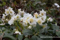 Christrose 17 Christrose – Bild 15