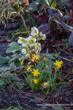 Christrose 25 Christrose -Blumen Risse Verkaufsladen P2002015 4 800x800