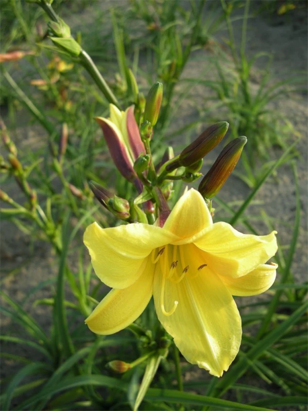 Garten-Taglilie „Lemon Bells“ 3 Garten-Taglilie „Lemon Bells“