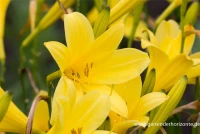 Frühblühende Wiesen-Taglilie 14 Frühblühende Wiesen-Taglilie – Bild 12