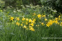 Frühblühende Wiesen-Taglilie 15 Frühblühende Wiesen-Taglilie – Bild 13