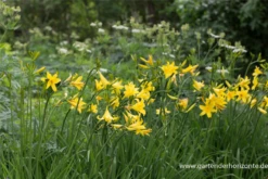 Frühblühende Wiesen-Taglilie 24 Frühblühende Wiesen-Taglilie -Blumen Risse Verkaufsladen P2002198 3 800x800
