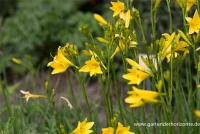 Frühblühende Wiesen-Taglilie 16 Frühblühende Wiesen-Taglilie – Bild 14