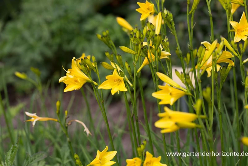 Frühblühende Wiesen-Taglilie 6 Frühblühende Wiesen-Taglilie – Bild 4