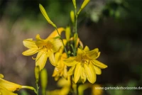 Frühblühende Wiesen-Taglilie 17 Frühblühende Wiesen-Taglilie – Bild 15