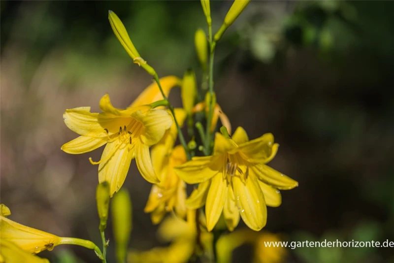 Frühblühende Wiesen-Taglilie 7 Frühblühende Wiesen-Taglilie – Bild 5