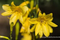 Frühblühende Wiesen-Taglilie 18 Frühblühende Wiesen-Taglilie – Bild 16