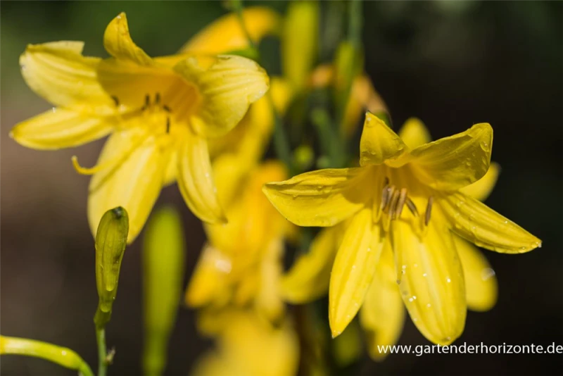 Frühblühende Wiesen-Taglilie 8 Frühblühende Wiesen-Taglilie – Bild 6