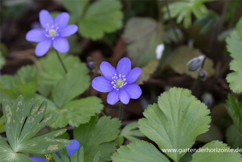 Gewöhnliches Leberblümchen 3 Gewöhnliches Leberblümchen