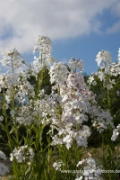 Garten-Nachtviole „Alba“ 5 Garten-Nachtviole „Alba“ – Bild 3