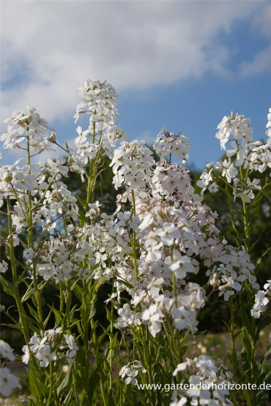 Garten-Nachtviole „Alba“ 3 Garten-Nachtviole „Alba“