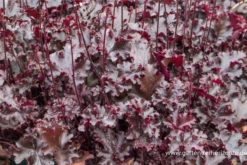 Garten-Silberglöckchen „Black Beauty“® -Blumen Risse Verkaufsladen P2002223 2 800x800