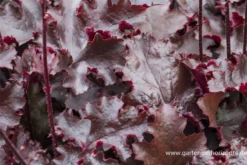 Garten-Silberglöckchen „Black Beauty“® -Blumen Risse Verkaufsladen P2002223 3 800x800