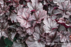 Garten-Silberglöckchen „Obsidian“ -Blumen Risse Verkaufsladen P2002244 2 800x800