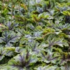 Heucherella „Tapestry“ -R- 2 Heucherella „Tapestry“ -R- -Blumen Risse Verkaufsladen P2002275 1 800x800