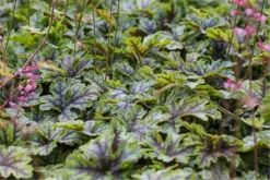 Heucherella „Tapestry“ -R-