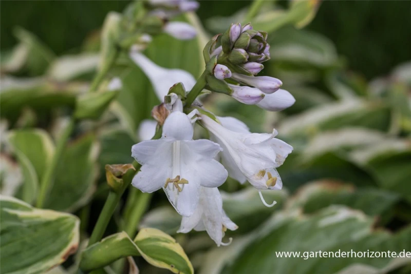 Blaugraue Garten-Funkie „Diana Remembered“ 3 Blaugraue Garten-Funkie „Diana Remembered“