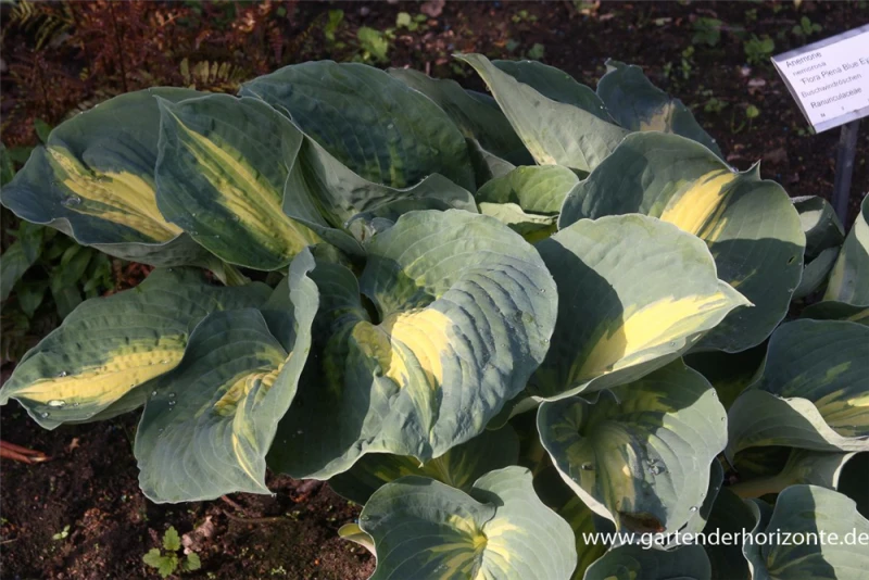 Funkie „Dream Weaver“ 3 Funkie „Dream Weaver“