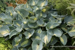 Funkie „Dream Weaver“ 9 Funkie „Dream Weaver“ -Blumen Risse Verkaufsladen P2002320 2 800x800