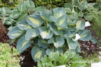 Funkie „Dream Weaver“ 8 Funkie „Dream Weaver“ – Bild 6