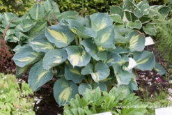 Funkie „Dream Weaver“ 10 Funkie „Dream Weaver“ -Blumen Risse Verkaufsladen P2002320 3 800x800