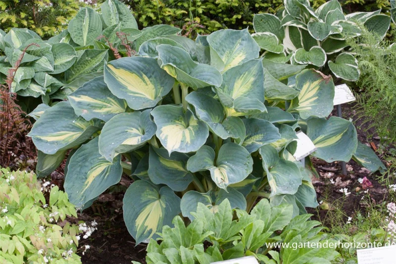 Funkie „Dream Weaver“ 5 Funkie „Dream Weaver“ – Bild 3