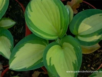 Blaugraue Garten-Funkie „Great Expectations“ 6 Blaugraue Garten-Funkie „Great Expectations“ – Bild 4