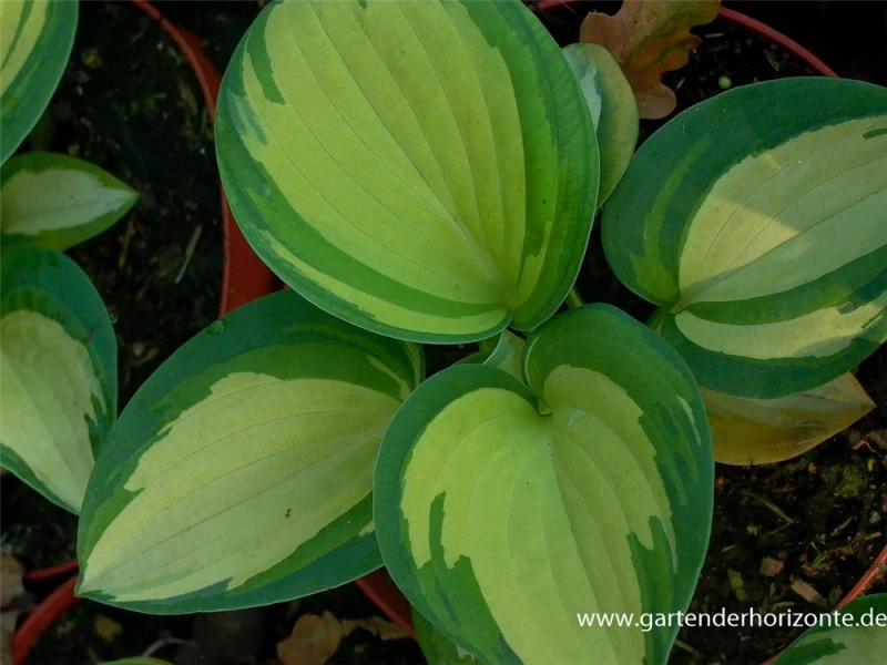 Blaugraue Garten-Funkie „Great Expectations“ 3 Blaugraue Garten-Funkie „Great Expectations“