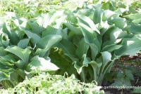 Graublaue Garten-Funkie „Krossa Regal“ 6 Graublaue Garten-Funkie „Krossa Regal“ – Bild 4