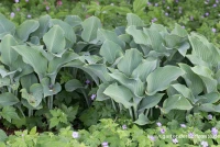 Graublaue Garten-Funkie „Krossa Regal“ 7 Graublaue Garten-Funkie „Krossa Regal“ – Bild 5