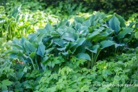 Graublaue Garten-Funkie „Krossa Regal“ 8 Graublaue Garten-Funkie „Krossa Regal“ – Bild 6